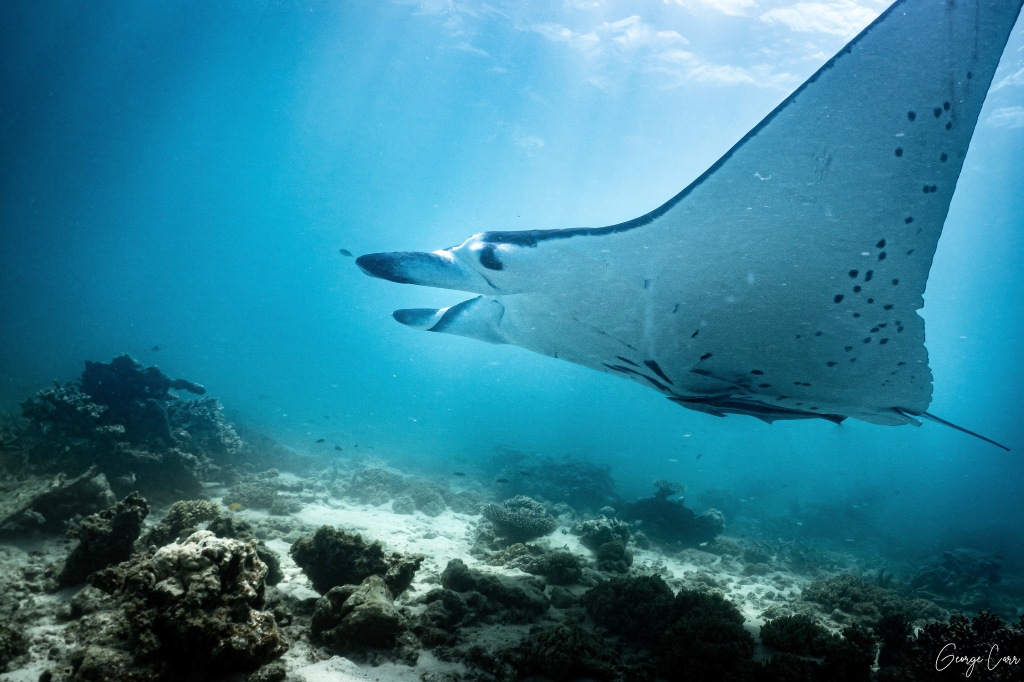 A belly shot of a Manta ray for identification.