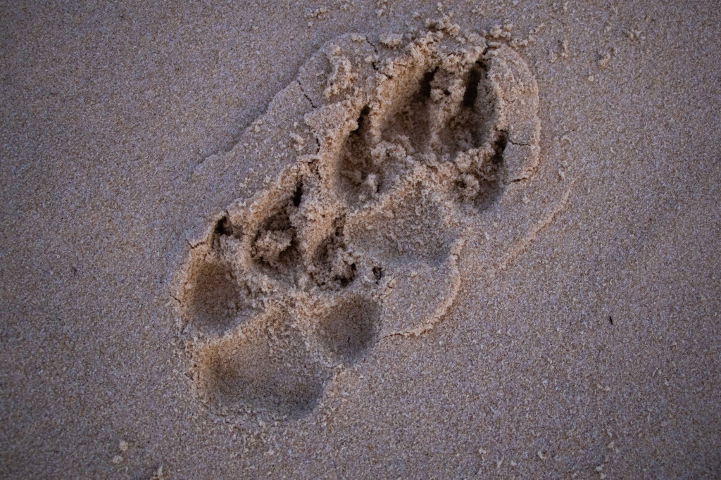 Dingo footprints in the sand.