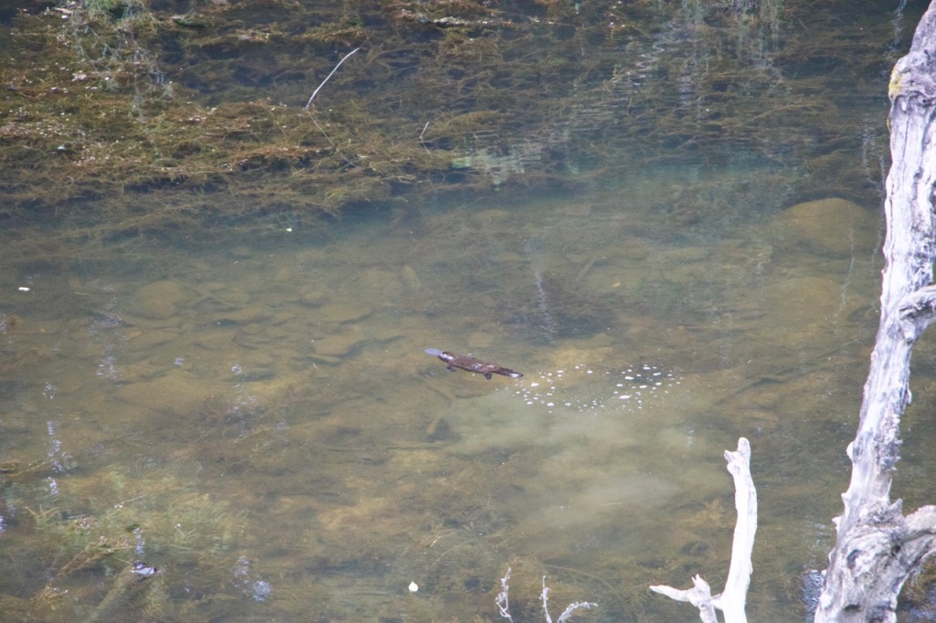 Platypus swimming along the surface of Broken River.