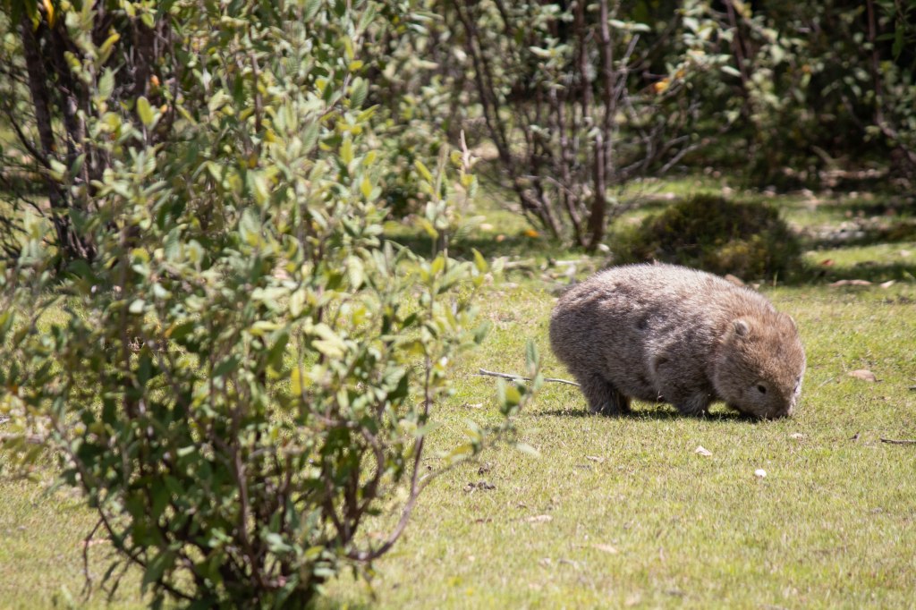 A fluffy wombat in the distance eating  grass.